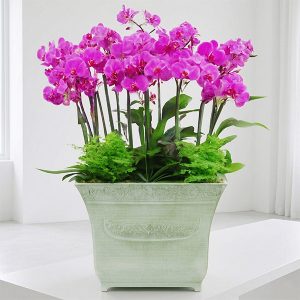 Premium 7 Stem Phalaenopsis Orchids