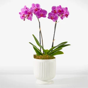 Dark Pink Phalaenopsis Orchid